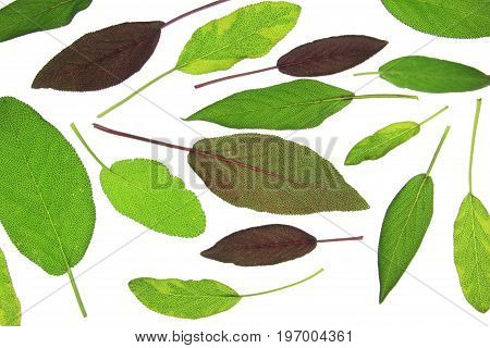 Leaves of various sage (salvia) isolated against white background