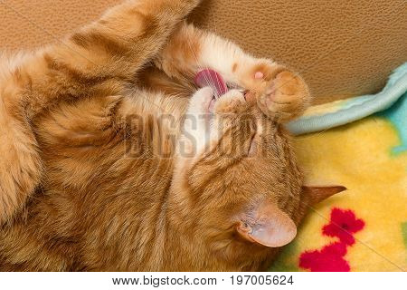 red cat lies on its back and licks its paw. Close-up
