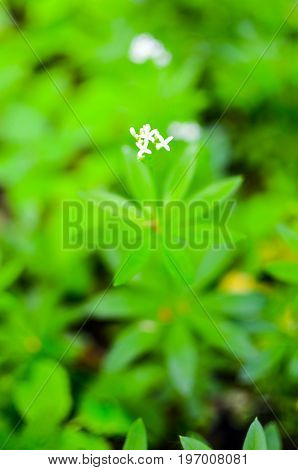Spring Flower Background, Snowdrops.