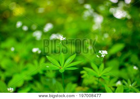Spring Flower Background, Snowdrops.