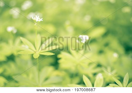 Spring Flower Background, Snowdrops.