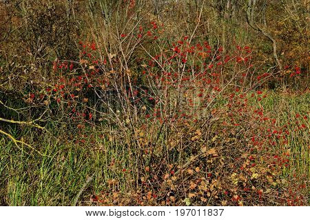 An Autumn View On The Bush Of A Guelder Rose, On Which Has Grown