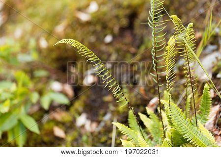 Leaves of a hard fern Blechnum spicant in a forest.