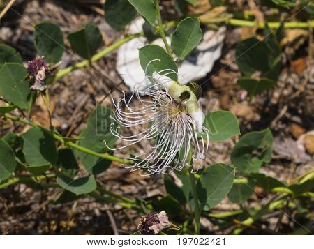 Wild caper bush or Flinders rose Capparis spinosa flower close-up selective focus shallow DOF.