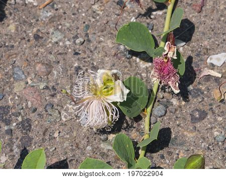 Wild caper bush or Flinders rose Capparis spinosa flower close-up selective focus shallow DOF.