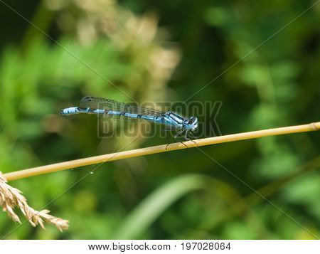 Blue Damselfly Coenagrionidae on grass stem macro selective focus shallow DOF.