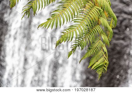 Close-up of beautiful lush green fern leaves