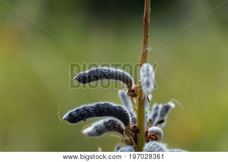 Seeds of a narrow leaved lupin Lupinus angustifolius.