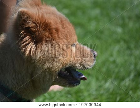 Cute Brown Chow in a Field During Summer
