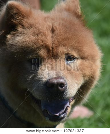 Cute Little Chow Puppy Tired from Playing in a Field