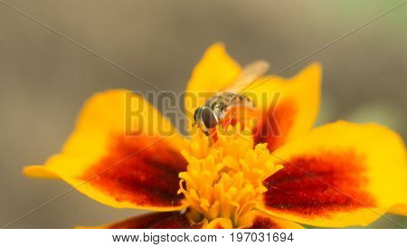 Fly insect bird sits on a bright yellow-red flower. The surface is lit by the bright sun. Macro photo of an insect with an extreme enlargement.