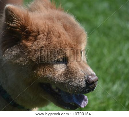 Stunning Little Chow Puppy with a Long Tongue