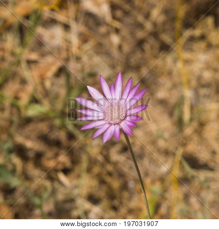 Purple flower of Annual Everlasting or Immortelle Xeranthemum annuum macro selective focus shallow DOF.
