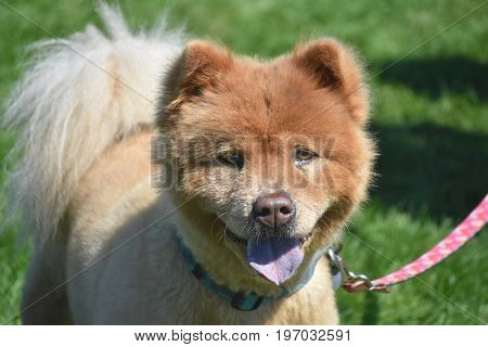Adorable Little Chow Puppy Tired from Playing