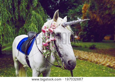 White horse dressed as a unicorn with the horn. Ideas for photoshoot. Wedding. Party. Outdoor
