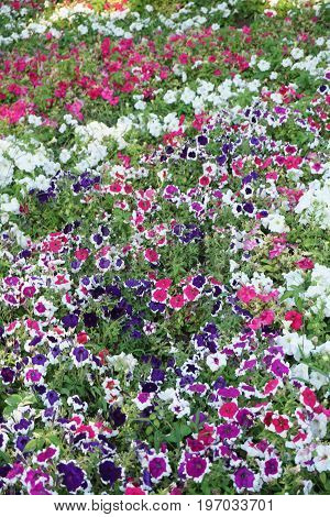 Field Of Flowers Of Different Shades Of Purple, White
