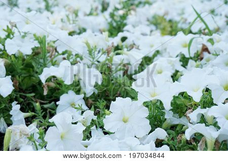 Field Of Flowers Of Different Shades Of Purple, White