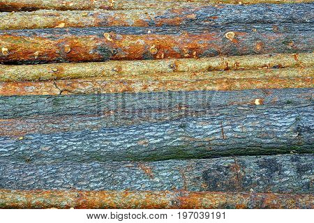Logs of sawn pine trees on a sunny day