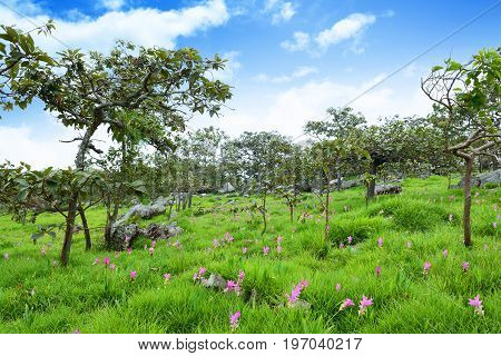 Siam Tulips Flowers Blooming In Meadow Of Pahinngam National Park ,chaiyapoom,thailand