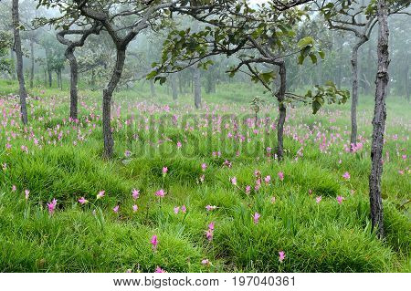 Siam tulips flowers blooming in meadow of Pahinngam National Park Chaiyapoomthailand