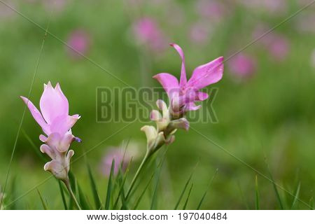 Siam Tulip Flowers In The Meadow As Background