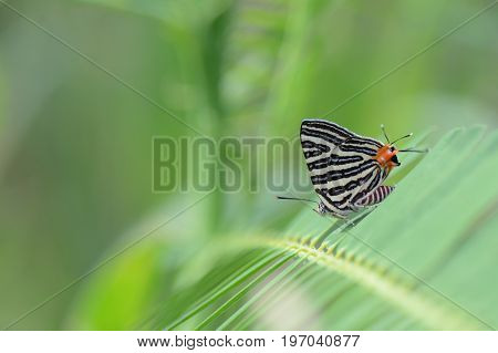 The Small Long-banded Silverline Beautiful butterfly as background