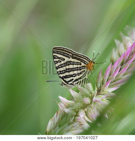 The Small Long-banded Silverline ,beautiful Butterfly As Background