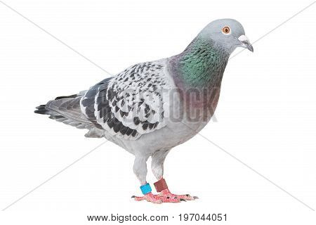 full body of homing speed racing pigeon isolated white background