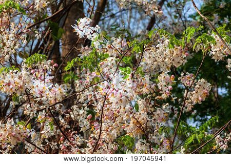Wild Himalayan Cherry Flower