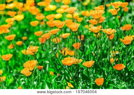 Calendula blooming in the garden. Orange flowers and green leaves. Vegetable background. Medicinal plant