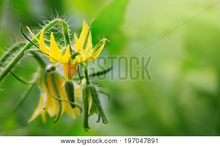 Flowering yellow flower of tomatoes growing in greenhouse.