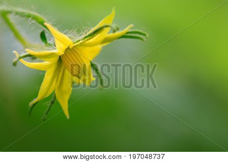 Flowering yellow flower of tomatoes growing in greenhouse, macro shot.