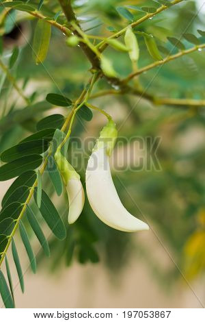 White Agasta Flower On Tree.