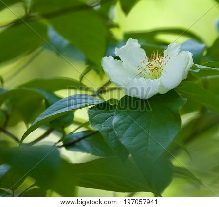 Mountain Camellia (Stewartia ovata) white flower blooming in the woods