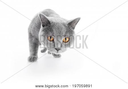 British Shorthair cat isolated on white. Sneaking, hunting, wide angle