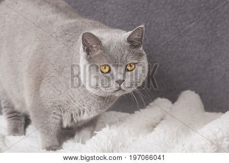 Fat Cat On Blanket