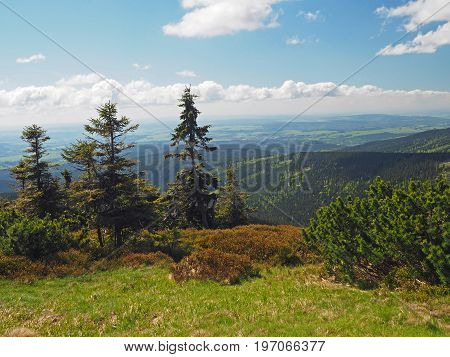 Scrube Pine Tree And Spruce And Hills Mountain View In Jeseniky