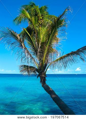 The palms at Embudu Village Island, Maledives, Indian Ocean