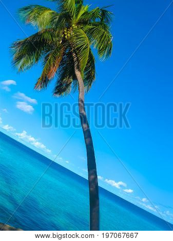 The palms at Embudu Village Island, Maledives, Indian Ocean
