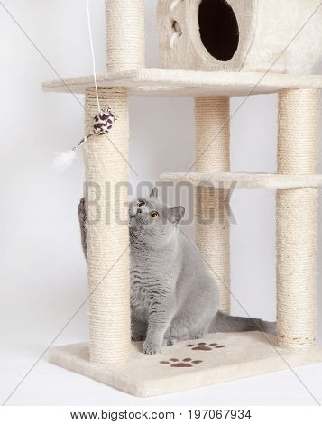 Cat Playing