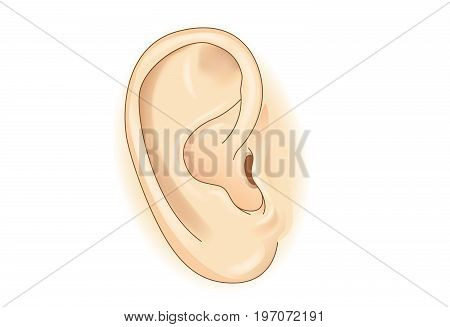 External of human ear in vector style isolated on white. Illustration about human organ of hearing.
