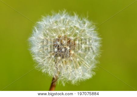 Common dandelion (Taraxacum officinale). puff- Senecio vulgaris - groundsel flower