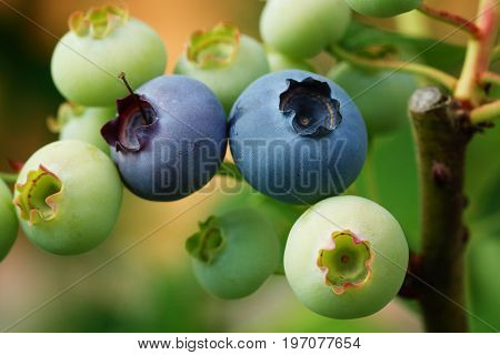 Blueberry (Vaccinium myrtillus), fruits of summer season