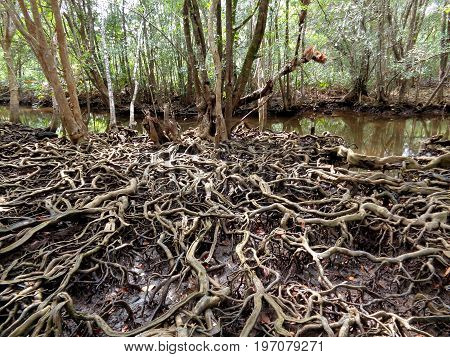 Breathtaking view of amazing tree roots in mangrove forest of Trat Province, Thailand