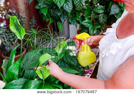 Adult Female Hands Spraying Water On Indoor House Plant. Household Concept. Selective Focus