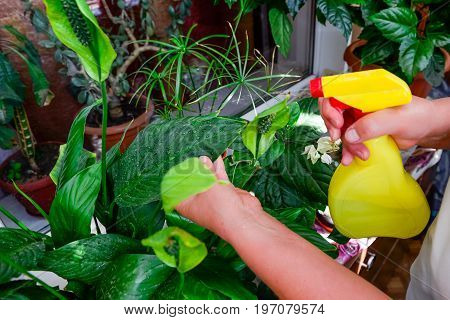 Adult Female Hands Spraying Water On Indoor House Plant. Household Concept. Selective Focus