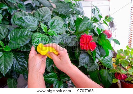 Household Concept Of Takes Care Of Indoor Plants. Adult Female Hands Wipes A Rag A Blooming Hibiscus