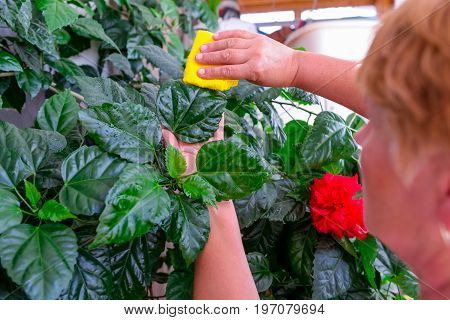 Household Concept Of Takes Care Of Indoor Plants. Adult Female Hands Wipes A Rag A Blooming Hibiscus