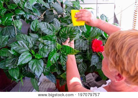 Household Concept Of Takes Care Of Indoor Plants. Adult Female Hands Wipes A Rag A Blooming Hibiscus