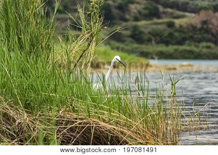 White dwarf heron is visible beyond the vegetation